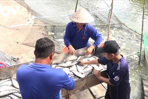Giá cá thát lát tăng cao, nông dân Hậu Giang phấn khởi