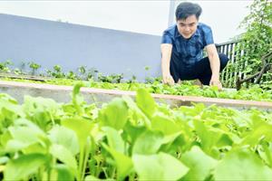 Cách trồng rau hiệu quả trên sân thượng