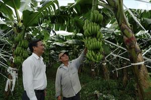 Mã số vùng trồng giúp nông sản Đồng Nai chinh phục thị trường quốc tế
