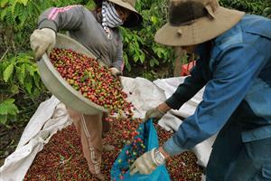 Càphê Việt Nam: Nâng cao chất lượng để gia tăng giá trị xuất khẩu