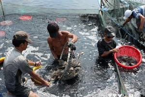 Thủy hải sản nuôi biển: Cần cân đối giữa sinh kế và bảo vệ môi trường