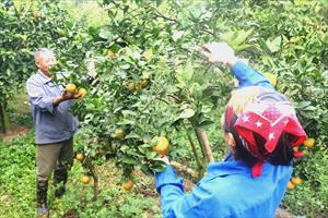 Nông dân Hưng Yên vào vụ thu hoạch cam, chất lượng ngày một nâng lên