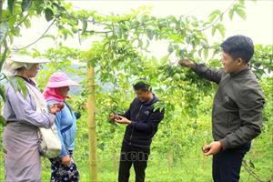 Lai Châu chuyển đổi cơ cấu cây trồng hiệu quả