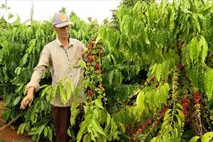 Cà phê được giá, nông dân Bà Rịa-Vũng Tàu mở rộng diện tích canh tác