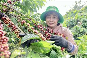 Giá đạt đỉnh lịch sử, cà phê Việt trở nên lấp lánh