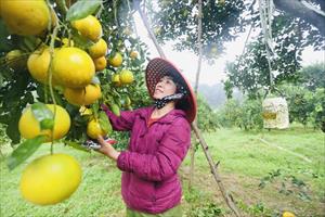 Thượng Lộc dự kiến thu gần 47 tỷ đồng từ cây cam