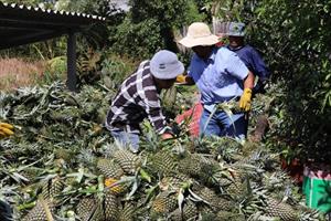 Giá dứa ở Tiền Giang tăng mạnh những ngày giáp Tết, nông dân thu lãi cao