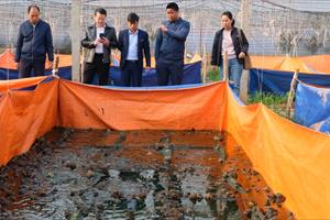 Hà Nội: Thăm trang trại xen canh dưa-ếch cho doanh thu tiền tỷ mỗi năm