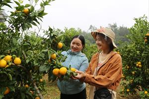 Lào Cai thúc đẩy phát triển kinh tế nông thôn từ OCOP