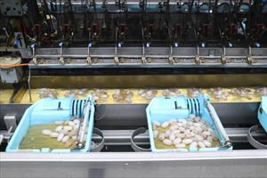 Lâm Đồng: Sản xuất dâu tằm tơ được mùa, được giá trong dịp đầu năm