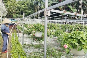 Thị trường hoa, cây cảnh ở Quảng Nam sẵn sàng phục vụ Tết