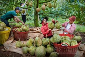 ‘Vua trái cây’ Việt đổ bộ Trung Quốc, thị phần của Thái Lan giảm mạnh