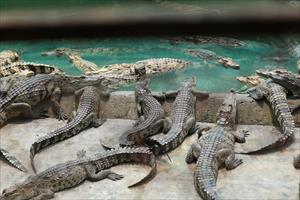 Việt Nam sắp xuất khẩu cá sấu sang Trung Quốc