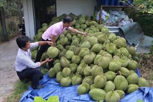 Giá sầu riêng tăng mạnh dịp giáp Tết, nông dân Tiền Giang có nguồn thu kỷ lục