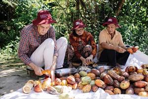 Hành trình 60 ngày kỳ diệu của hạt cacao Việt Nam