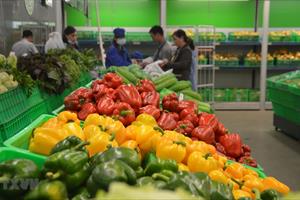 Cơ hội gia tăng xuất khẩu rau củ vào EU