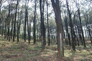 Năm 2024, Hà Tĩnh phấn đấu trồng 8.600ha rừng tập trung