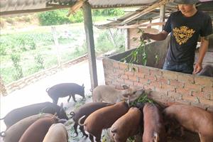 Phú Yên quy hoạch vùng chăn nuôi gia súc, gia cầm tập trung 10.930ha