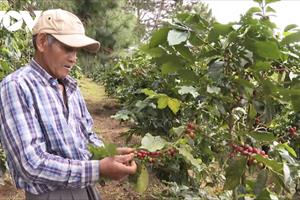 Lâm Đồng đẩy mạnh sản xuất cà phê theo chuỗi nông sản toàn cầu