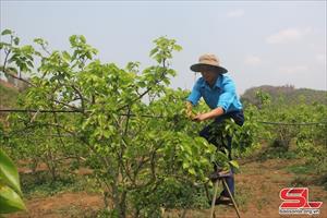 Nông dân Sơn La thi đua phát triển kinh tế nông nghiệp