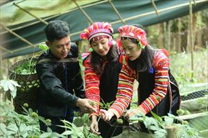 Lai Châu: Đưa cây sâm trở thành sản phẩm thương hiệu quốc gia