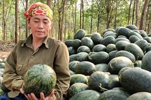 Giá dưa hấu tăng gấp đôi, nông dân Quảng Bình phấn khởi