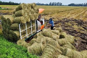 Sản xuất nông nghiệp tuần hoàn: Chìa khóa phát triển nông nghiệp bền vững