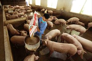 Lên kịch bản giá thịt lợn dịp Tết, người chăn nuôi gánh áp lực lớn