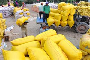 Doanh nghiệp “tính đường đi nước bước” trước lệnh cấm xuất khẩu gạo