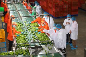Nỗ lực nâng cao chất lượng nông sản xuất khẩu