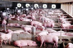 Rục rịch tái đàn, khó có khả năng thiếu thịt lợn trong dịp Tết