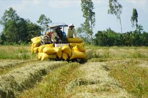 Đề án 1 triệu ha lúa chất lượng cao: Tạo sức mạnh tổng hợp để cùng thắng