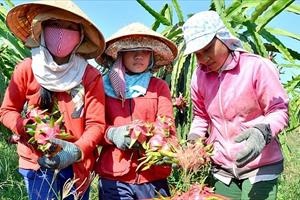 Yếu tố nào cần quan tâm sau sự thành công của XK rau quả Việt Nam?
