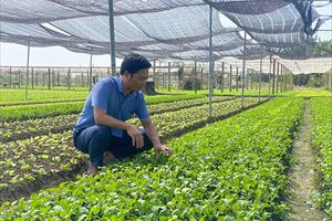 Tăng thu nhập bền vững cho nông dân và tạo các vùng nông nghiệp sinh thái