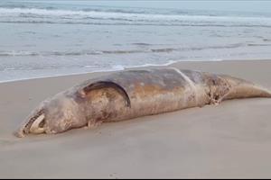 Phát hiện xác cá voi “khủng” trôi dạt vào bờ biển Quảng Trị