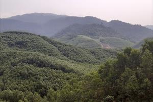 Rừng tự nhiên ở Thừa Thiên-Huế giảm hơn 70ha