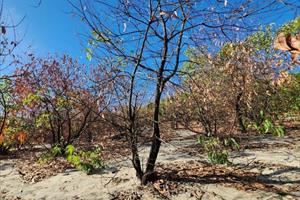 Nhiều diện tích rừng phòng hộ ven biển ở TT- Huế bị chết khô do nắng nóng