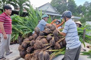 Hỗ trợ 10.000 cây dừa giống để khôi phục làng dừa truyền thống ở Huế