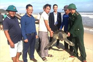 Cứu hộ cá thể rùa biển nằm trong sách đỏ mắc lưới ngư dân Quảng Trị