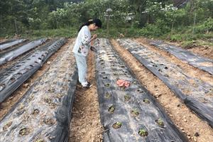 TT- Huế mở rộng trồng sâm Bố Chính trên vùng gò đồi