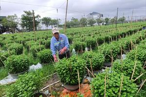 Sản xuất nông nghiệp TP. Huế tăng hơn 11%