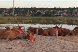 Hơn 10 con bò của một hộ dân ở TP. Huế bị mất trộm trong đêm
