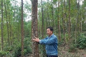 Thừa Thiên - Huế đẩy mạnh trồng rừng gỗ lớn