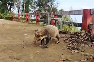 Phát hiện cá thể lửng lợn Đông Dương quý hiếm tại rừng Bạch Mã
