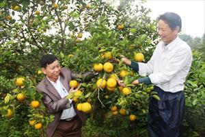 Xã miền núi thu gần 30 tỷ đồng từ trồng cam