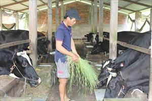 Thu nhập ổn định từ nuôi bò sữa