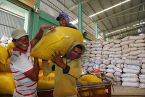 Giá gạo xuất khẩu Việt Nam bất ngờ giảm mạnh và hướng khắc phục từ chuyên gia