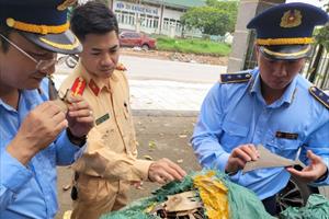 Quảng Ninh phát hiện 30kg vây cá mập sấy khô không rõ nguồn gốc
