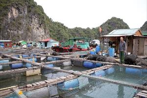 Hoàn thành tháo dỡ các cơ sở nuôi trồng thủy sản trên các vịnh thuộc quần đảo Cát Bà trước ngày 1/7
