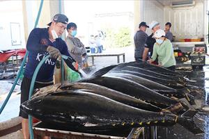 Xuất khẩu cá ngừ sẽ sớm chạm mốc 1 tỷ USD